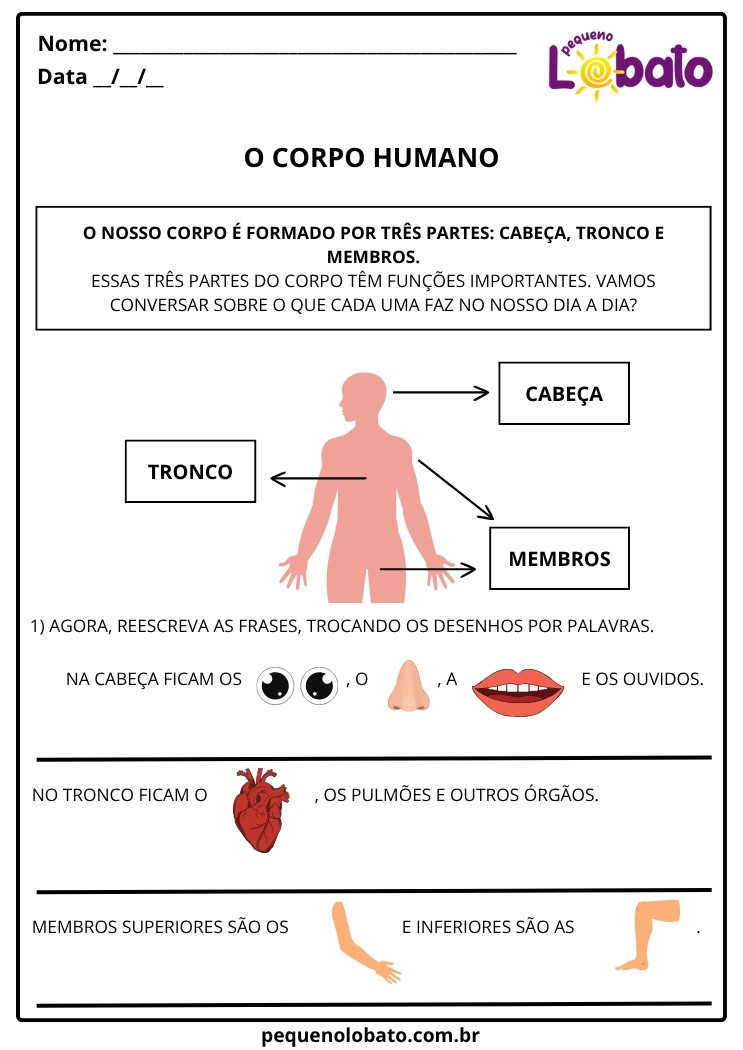 Atividade de Ciências 1º ano corpo humano cabeça tronco e membros