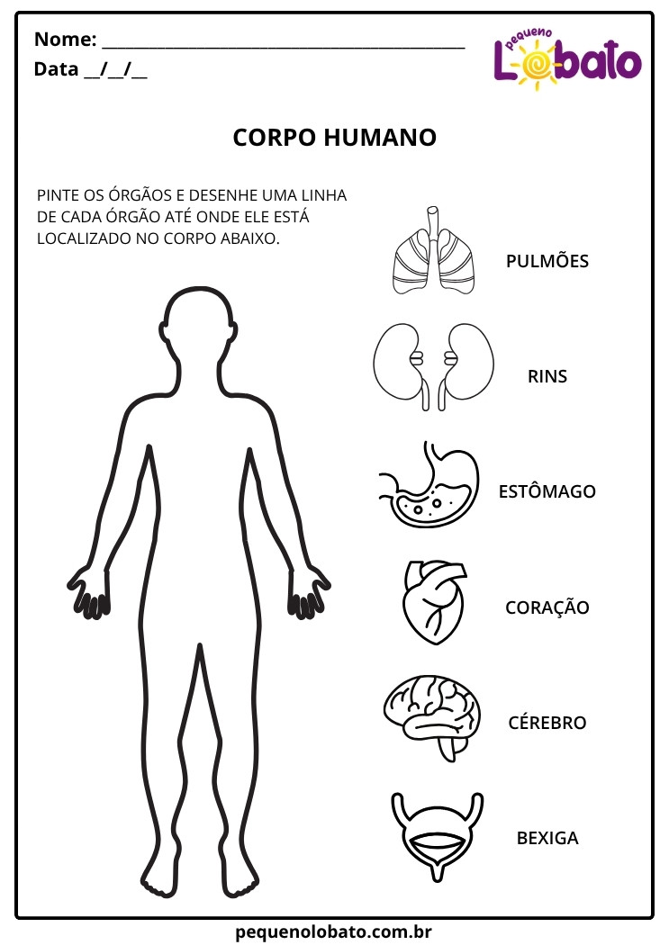 Atividades de Ciências 1º ano corpo humano com órgãos internos para pintar
