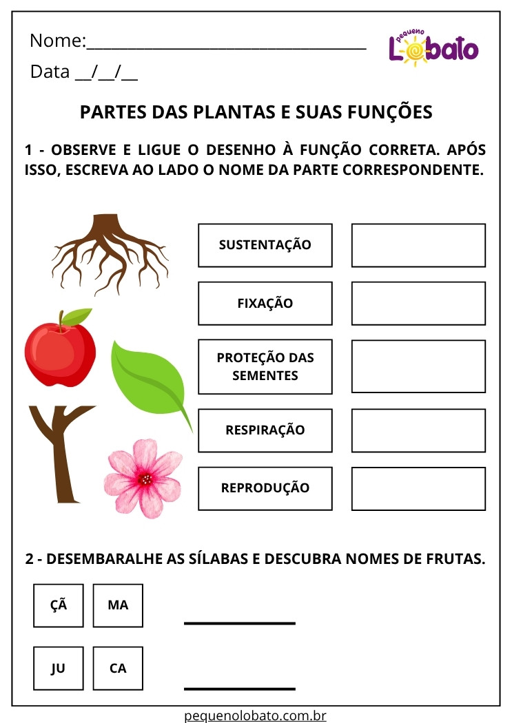 Atividade de Ciências 2º Ano sobre Partes das Plantas e suas Funções Sustentação, Fixação, Proteção das Sementes, Respiração e Reprodução
