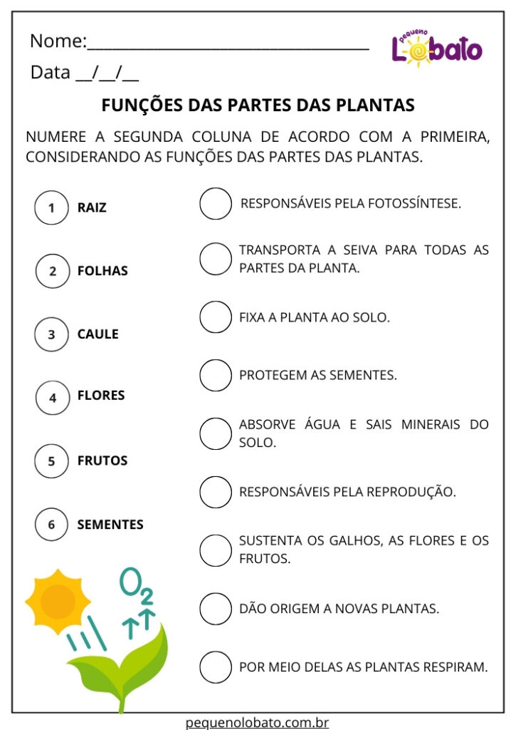 Atividades de Ciências 2º Ano para Imprimir