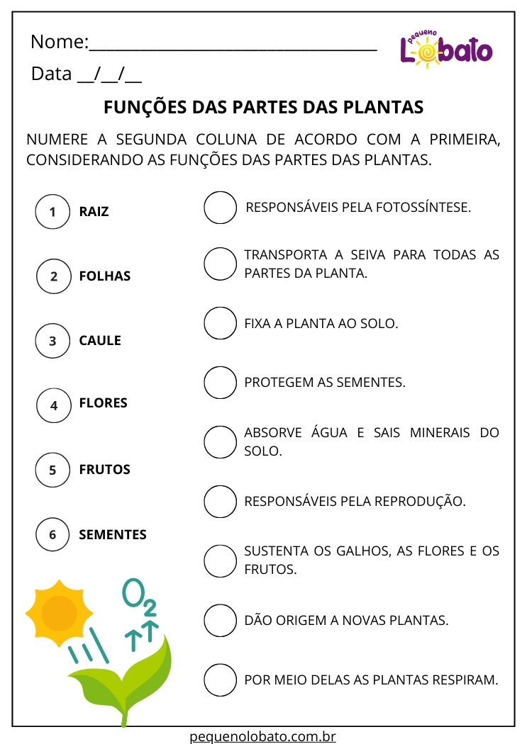 Atividade de Ciências 2º Ano sobre as Funções das Partes das Plantas para Imprimir