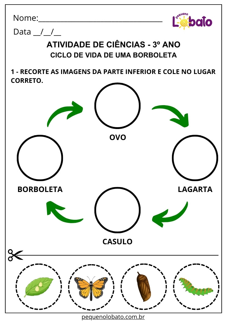 Atividade de Ciências 3º Ano sobre o Ciclo de Vida de uma Borboleta