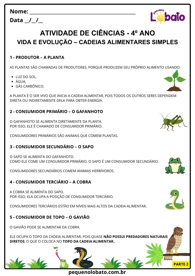 Atividade de Ciências 4º Ano sobre Cadeias Alimentares Papel dos Produtores e Consumidores Primários, Secundários, Terciários, Topo da Cadeia