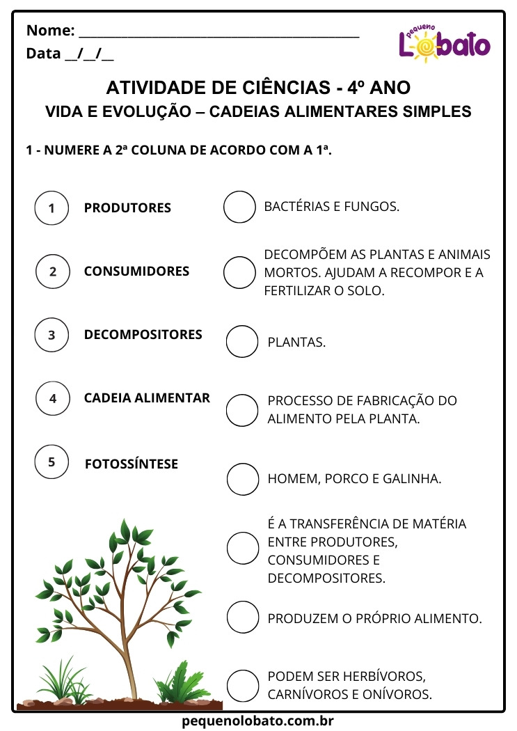 Atividade de Ciências 4º Ano sobre Cadeias Alimentares Simples Numere a 2ª Coluna de Acordo com a 1ª