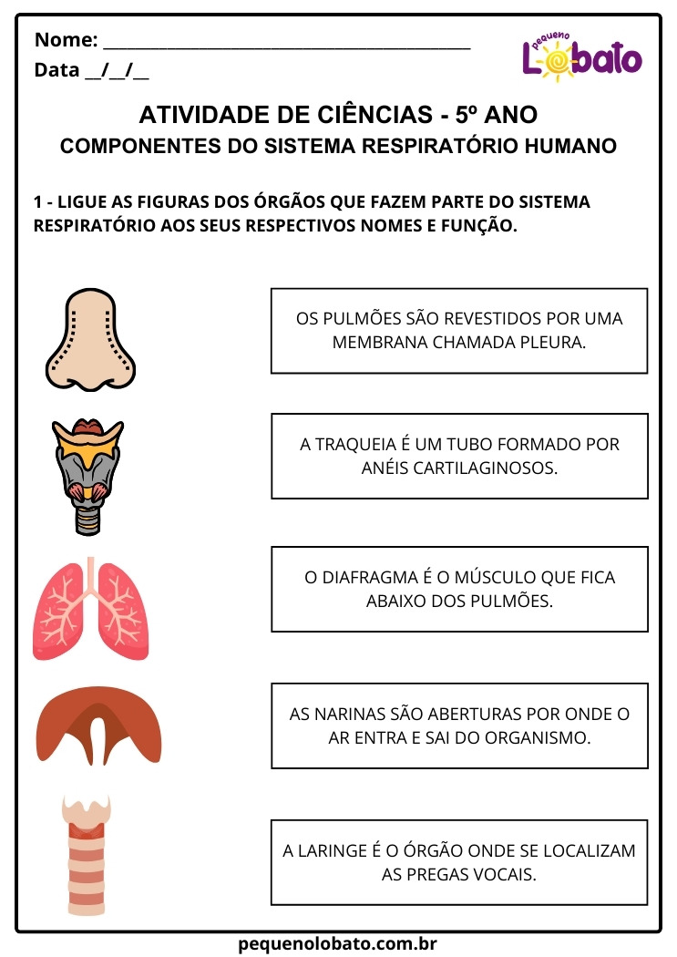 Atividade de Ciências 5º Ano sobre Componentes do Sistema Respiratório