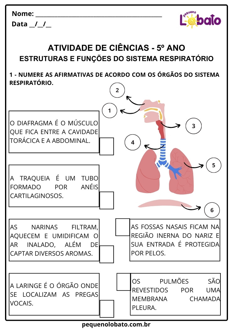 Atividade de Ciências 5º Ano sobre Estruturas e Funções do Sistema Respiratório