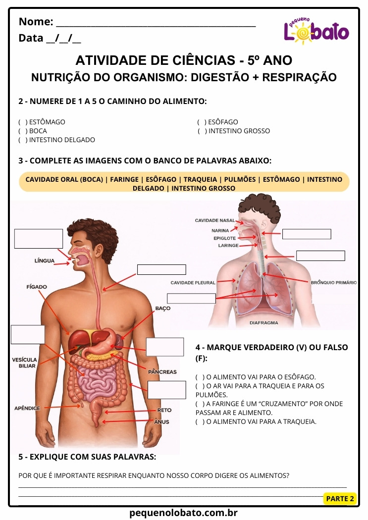 Atividade de Ciências 5º Ano sobre a Nutrição do Organismo por Integração dos Sistemas Digestório e Respiratório parte 2