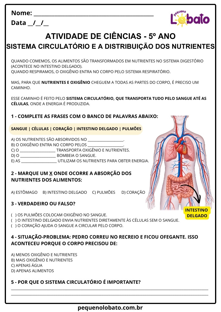 Atividade de Ciências 5º ano Sistema Circulatório e a Distribuição de Nutrientes