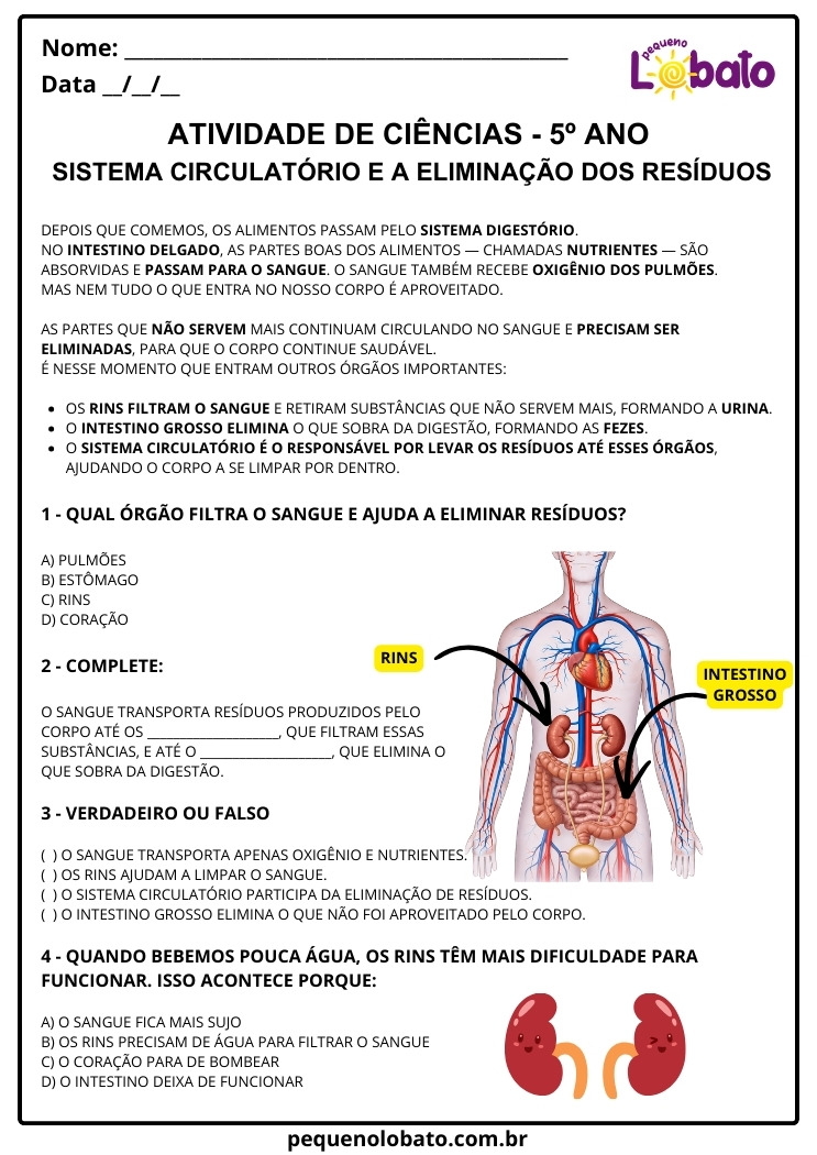 Atividade de Ciências 5º ano Sistema Circulatório e a Eliminação de Resíduos