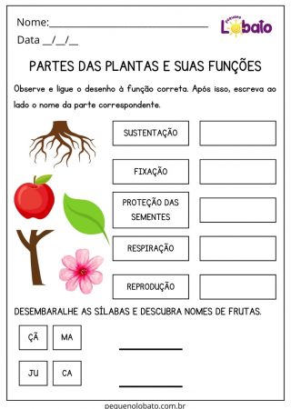Atividade de Ciências 3 Ano Ensino Fundamental Plantas e suas Funções para Imprimir