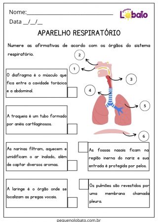 Atividade de Ciências 5 Ano Ensino Fundamental Aparelho Respiratório para Imprimir