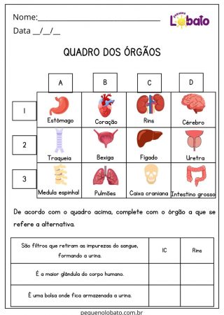 Atividade de Ciências 5 Ano Ensino Fundamental Órgãos para Imprimir